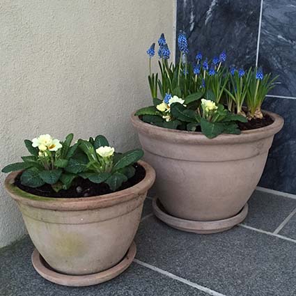 Forårsblomster i krukkerne foran huset